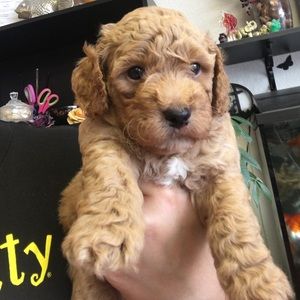 Meet your Posher, Wen